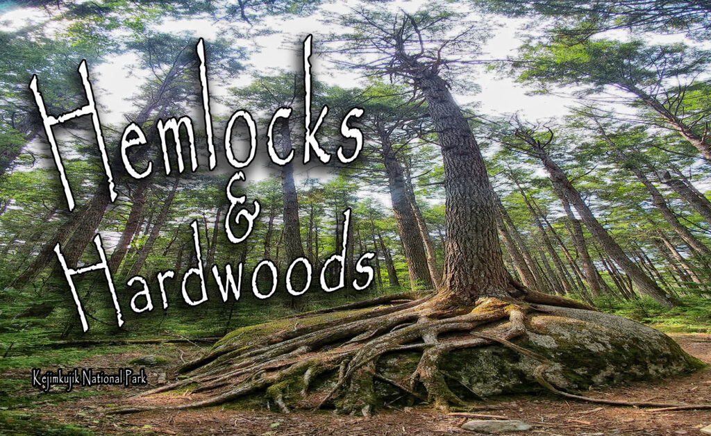 Hemlocks and Hardwoods Hiking Trail
